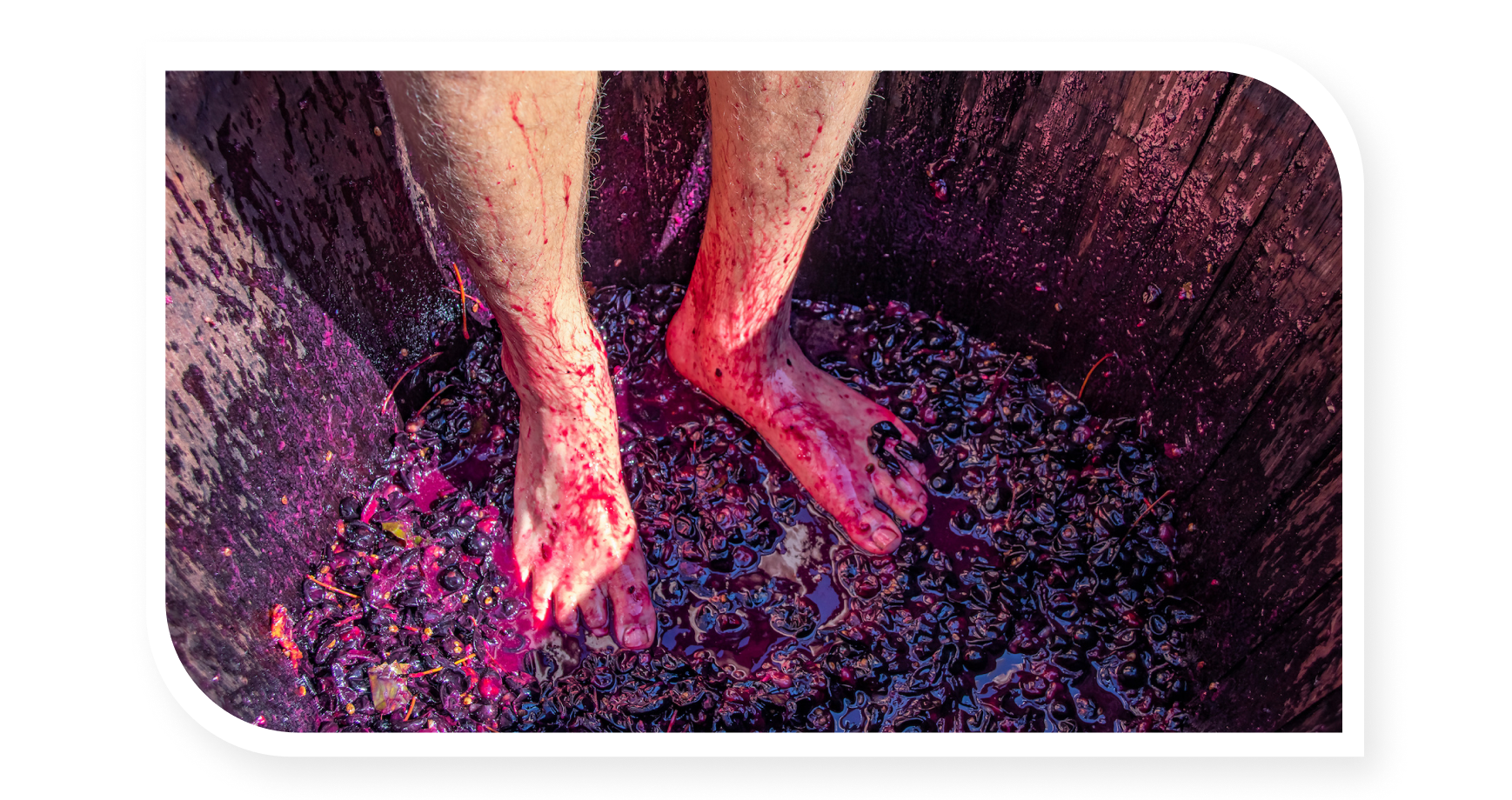 Person crushing grapes barefoot