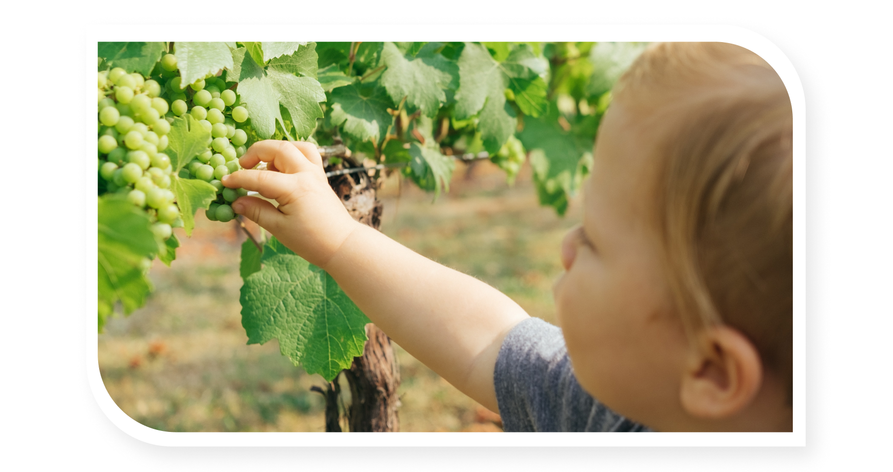Kid helping in grape harvest