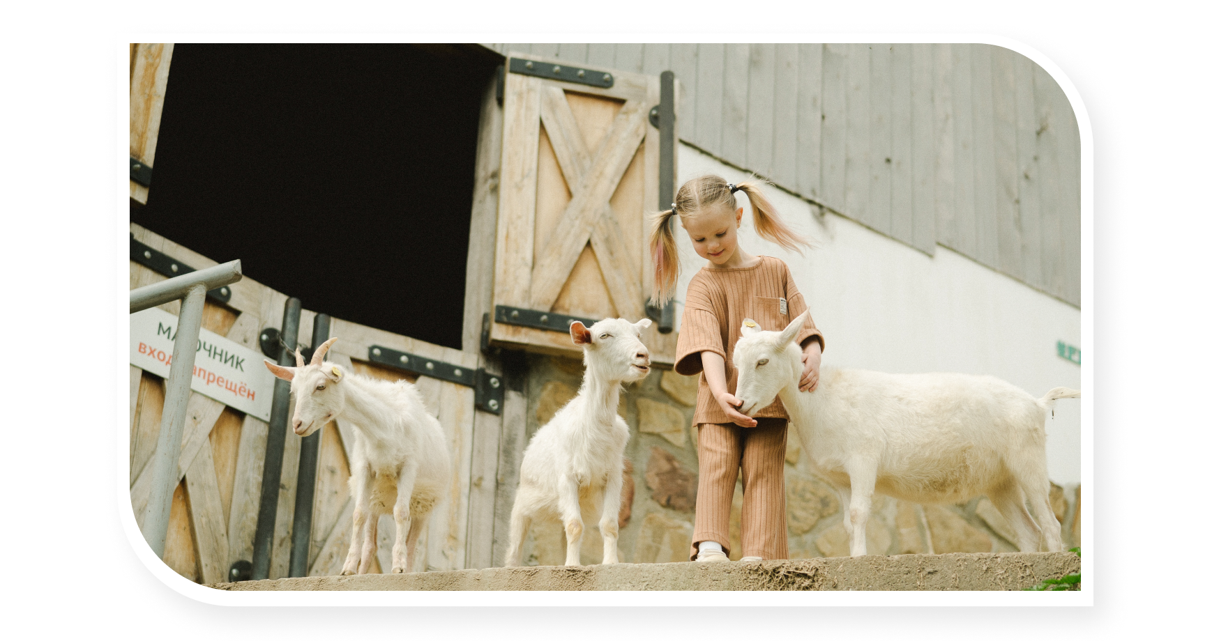 kid playing with goats during farm stay