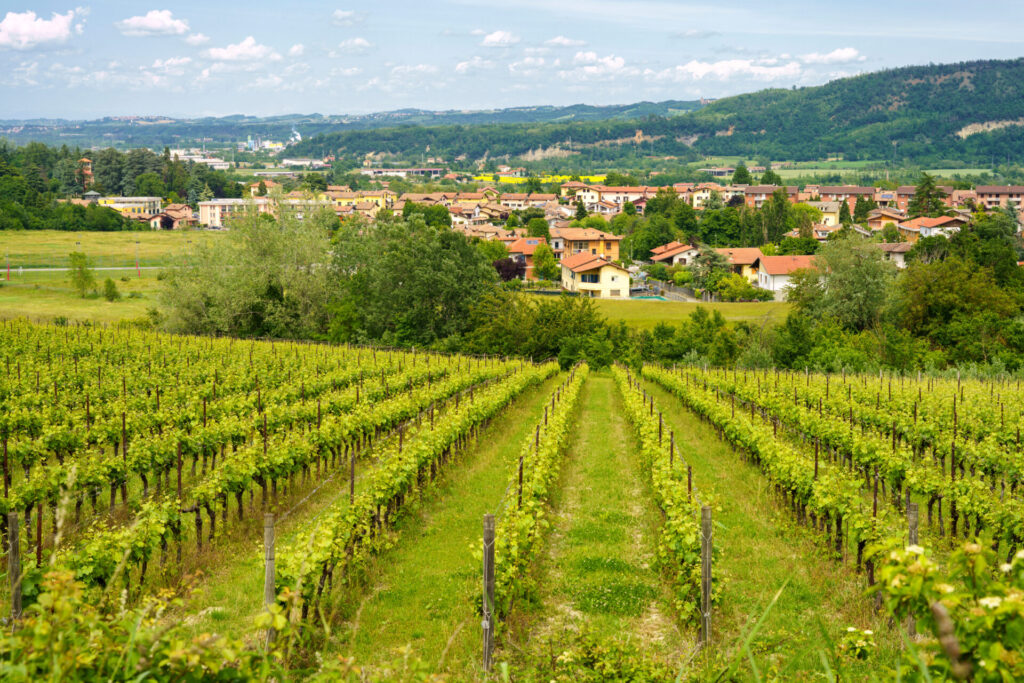 Gavi Piedmont Vineyard